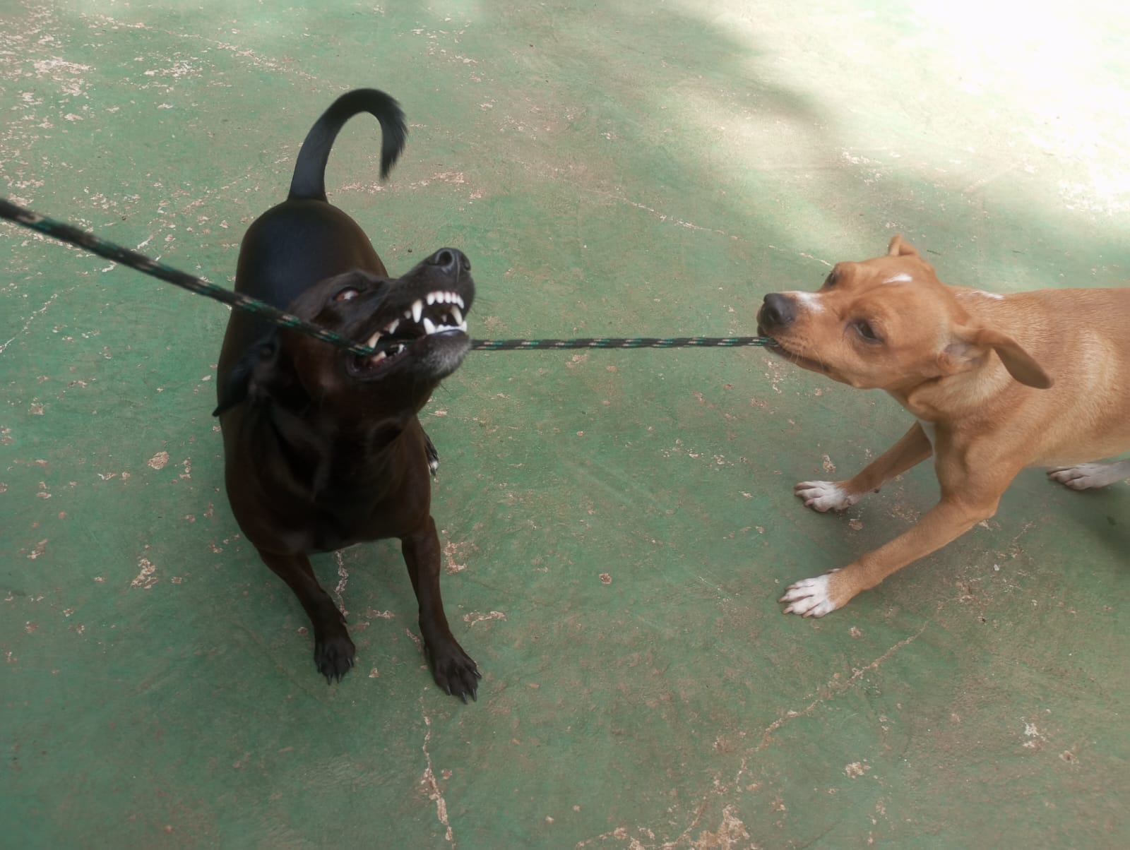 Foto do dia 22/04/2026 10:43  na clínica Animal House