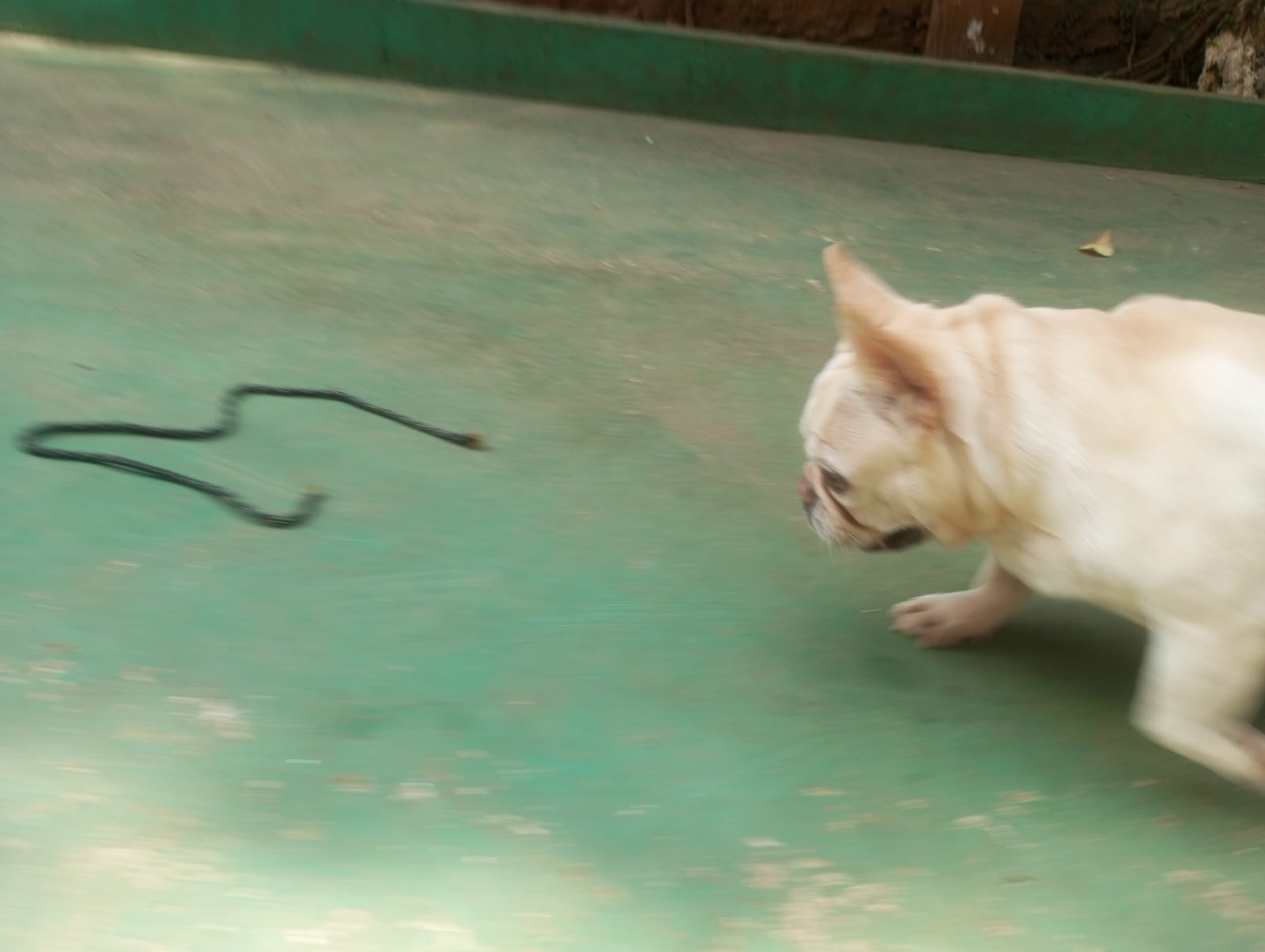 Foto do dia 22/04/2026 10:56  na clínica Animal House