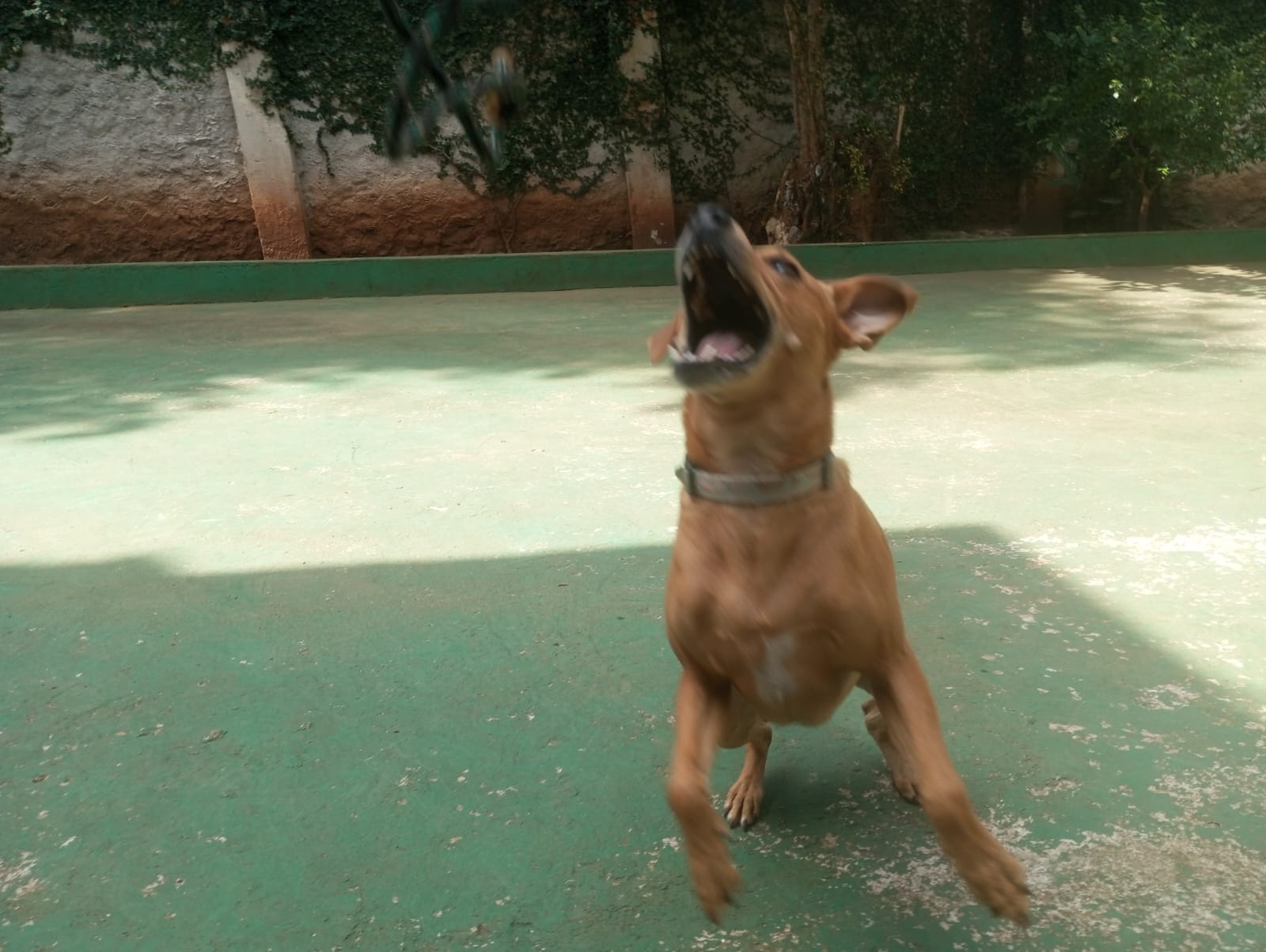 Foto do dia 22/04/2026 11:05  na clínica Animal House