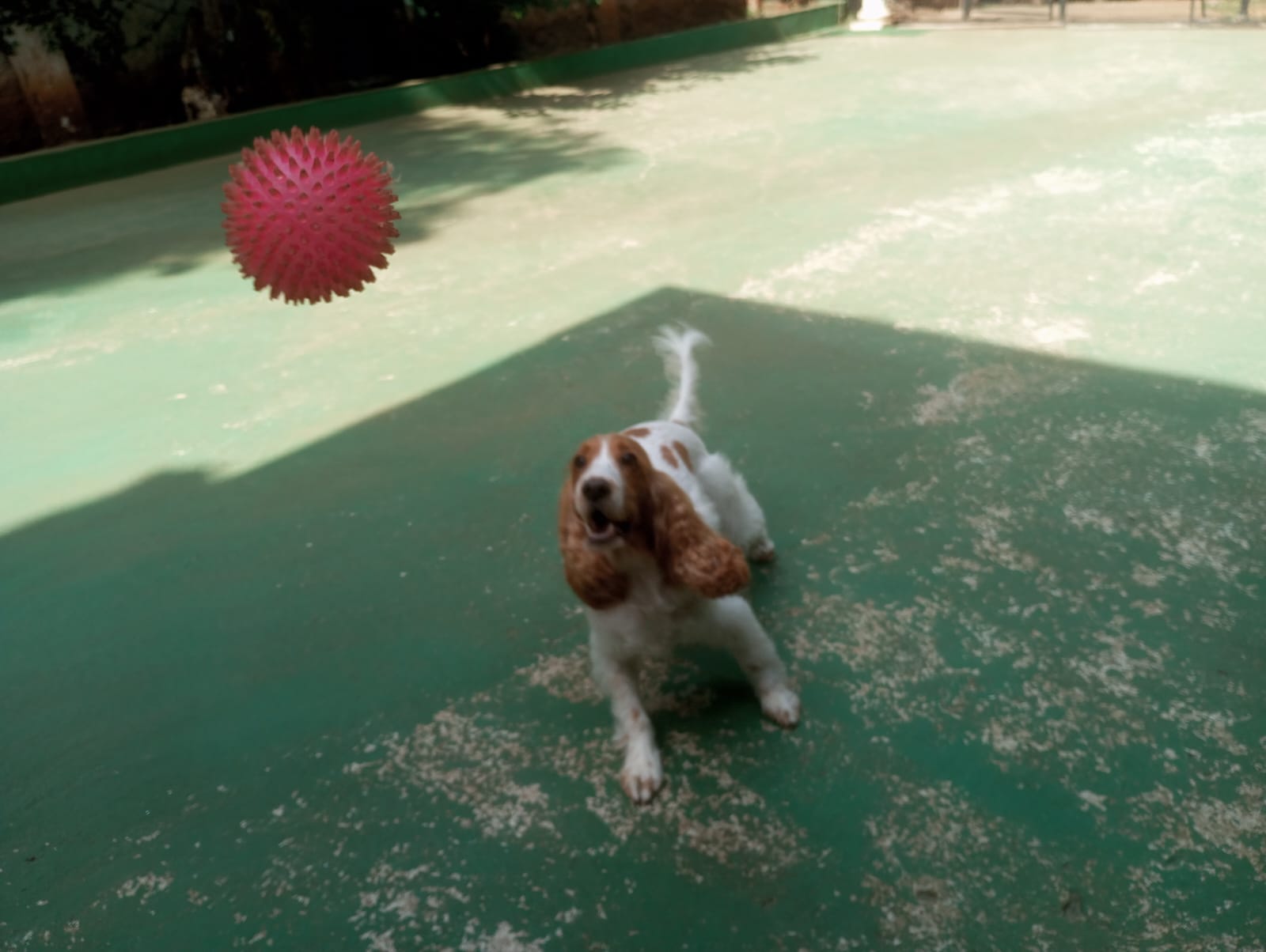 Foto do dia 22/04/2026 11:12  na clínica Animal House