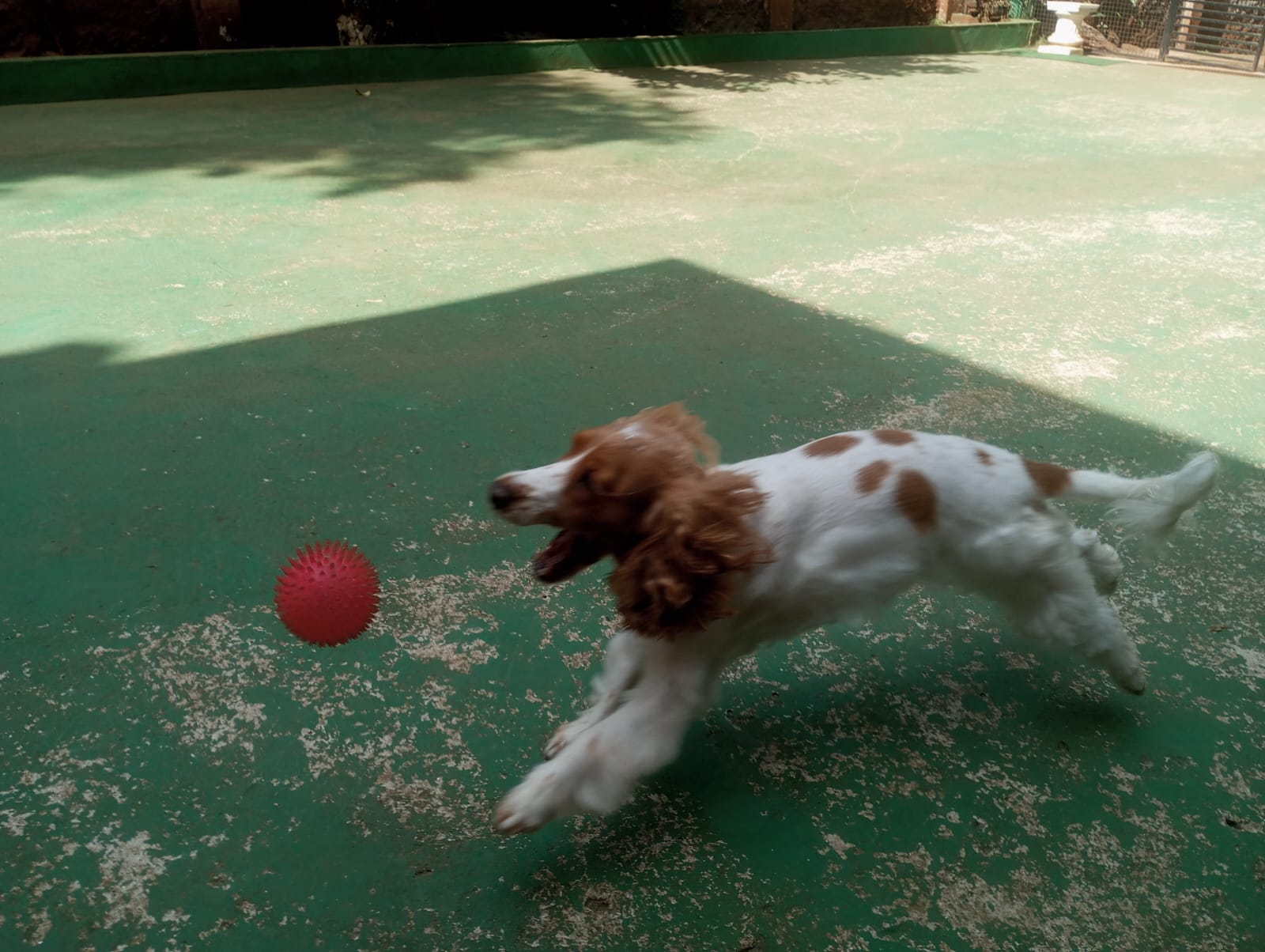 Foto do dia 22/04/2026 11:12  na clínica Animal House