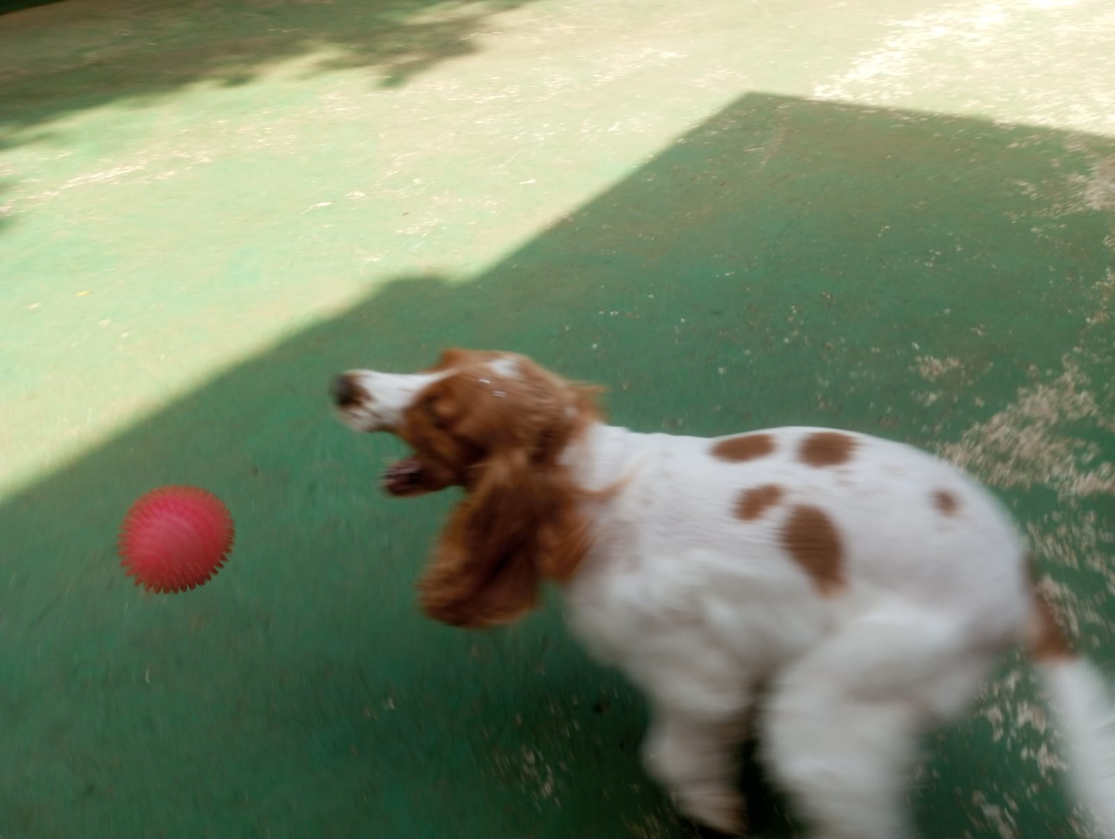 Foto do dia 22/04/2026 11:12  na clínica Animal House