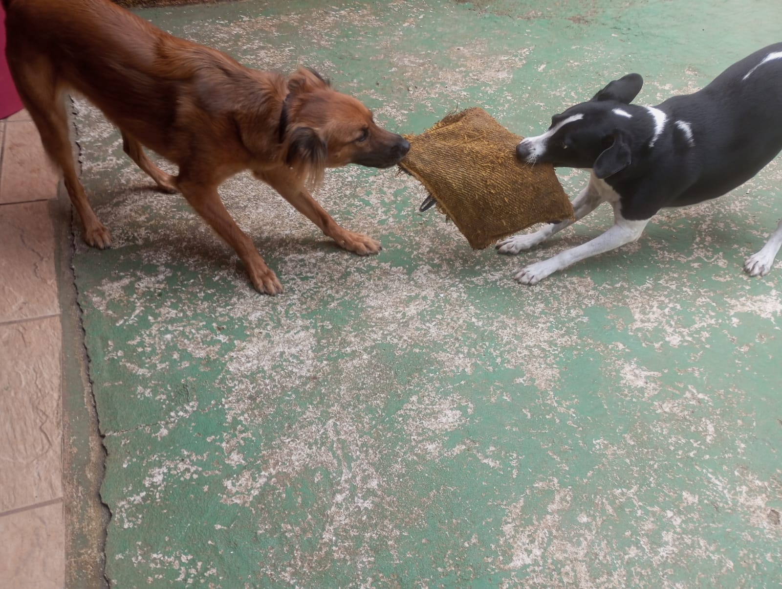 Foto do dia 22/04/2026 11:29  na clínica Animal House