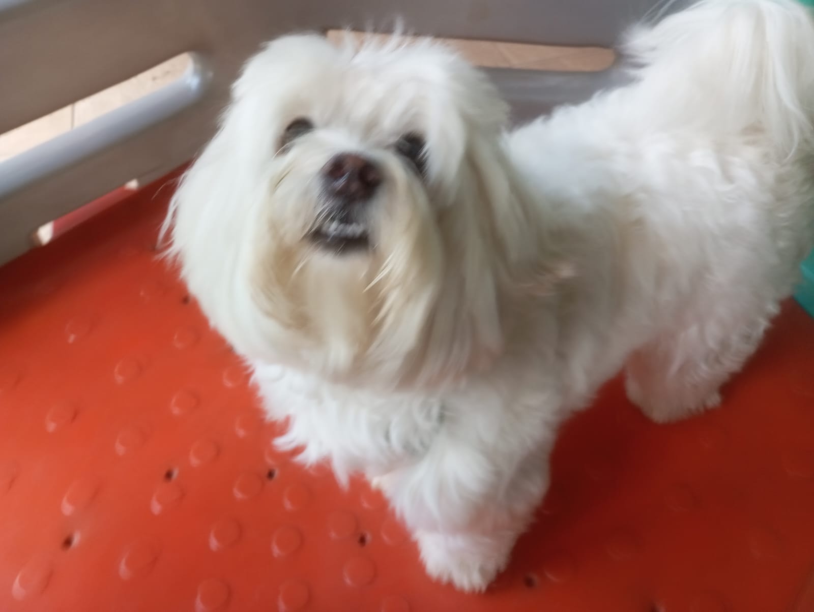 Foto do dia 22/04/2026 11:43  na clínica Animal House