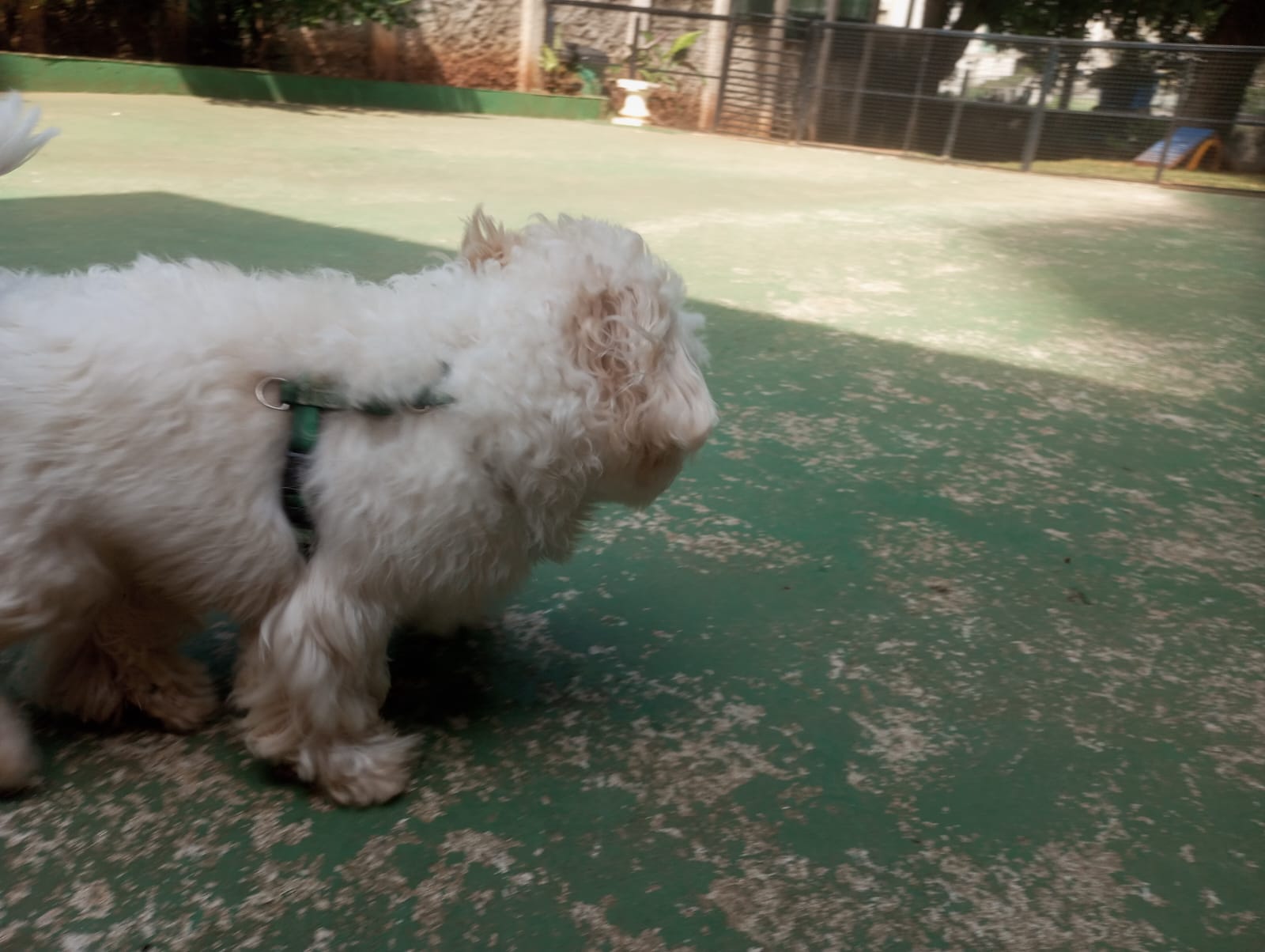 Foto do dia 22/04/2026 11:43  na clínica Animal House