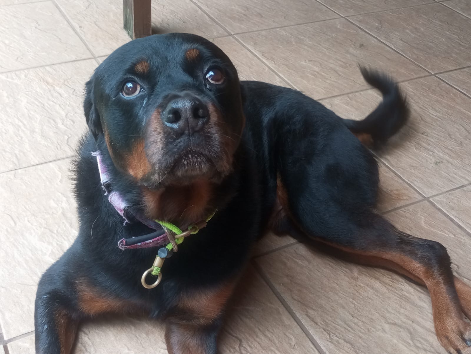 Foto do dia 22/04/2026 12:06  na clínica Animal House