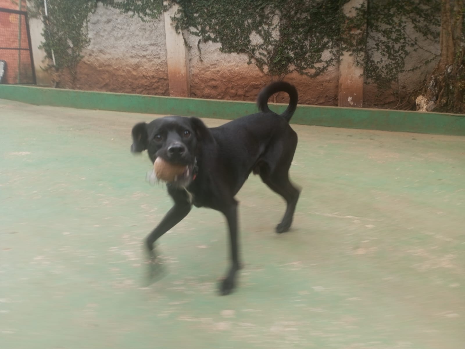 Foto do dia 23/04/2026 10:29  na clínica Animal House