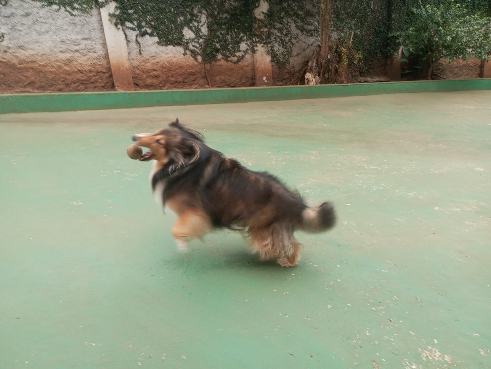 Foto do dia 23/04/2026 10:40  na clínica Animal House