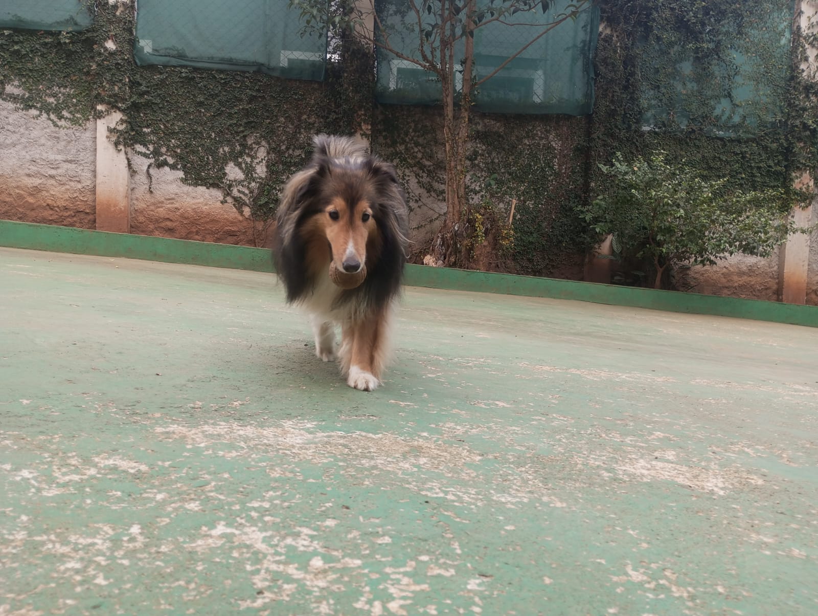 Foto do dia 23/04/2026 10:40  na clínica Animal House