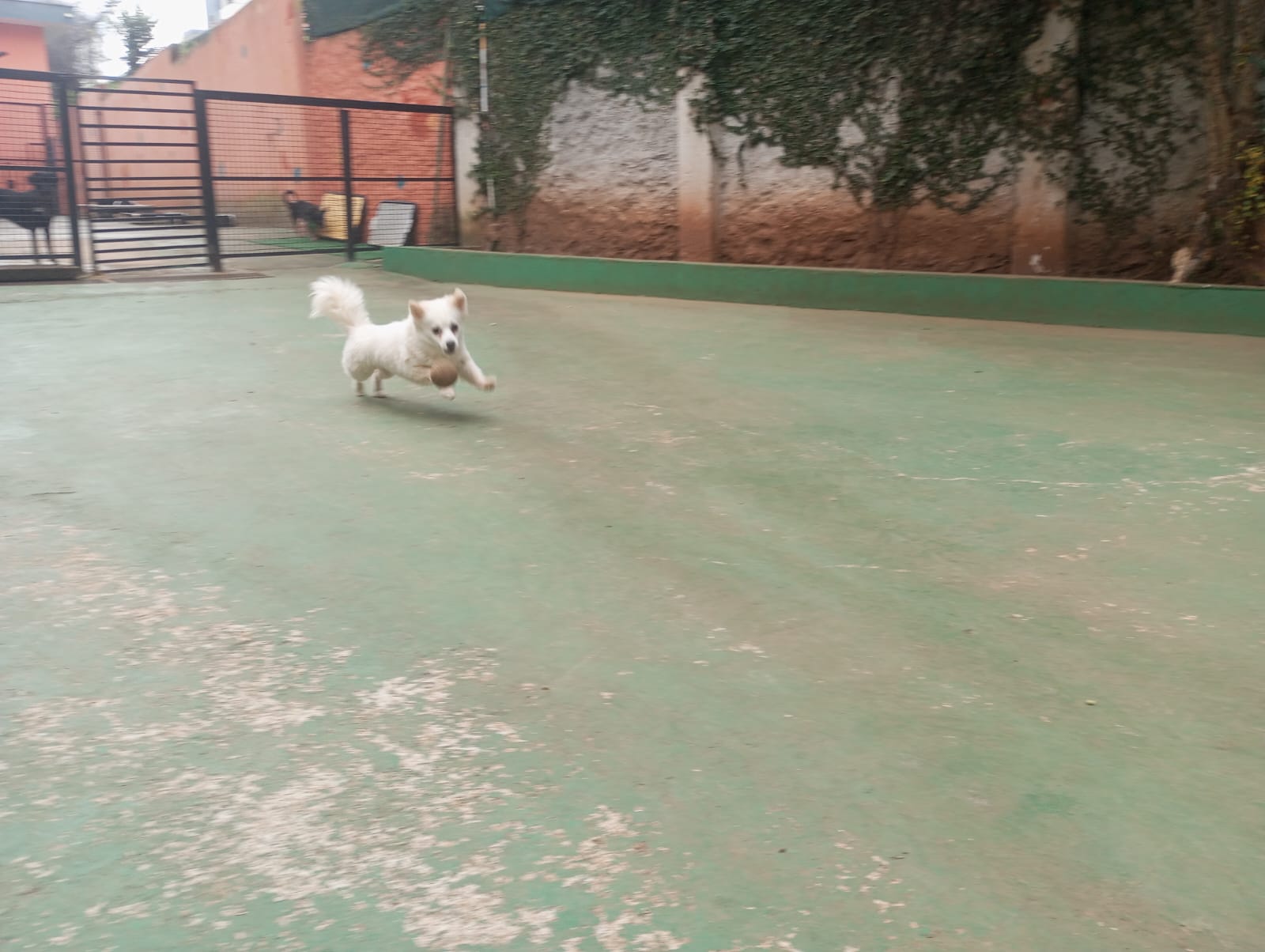 Foto do dia 23/04/2026 10:45  na clínica Animal House