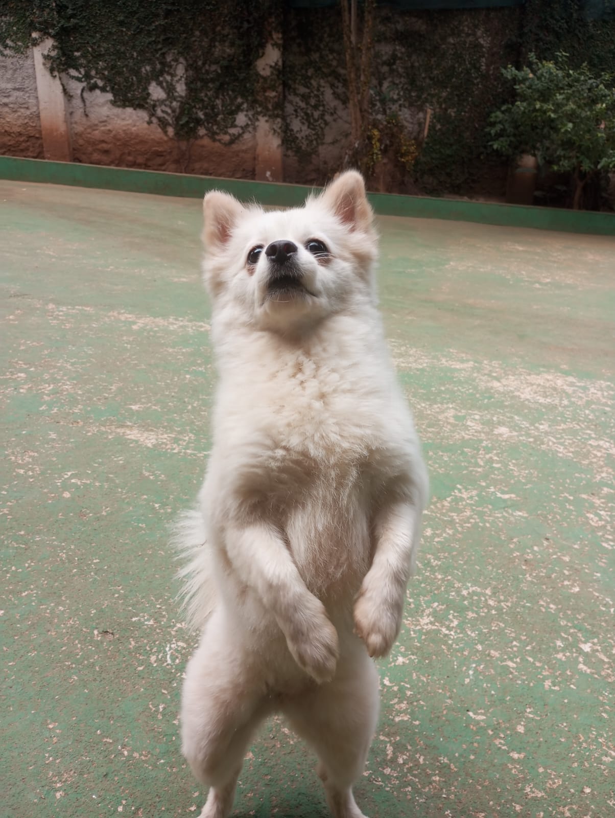 Foto do dia 23/04/2026 10:45  na clínica Animal House