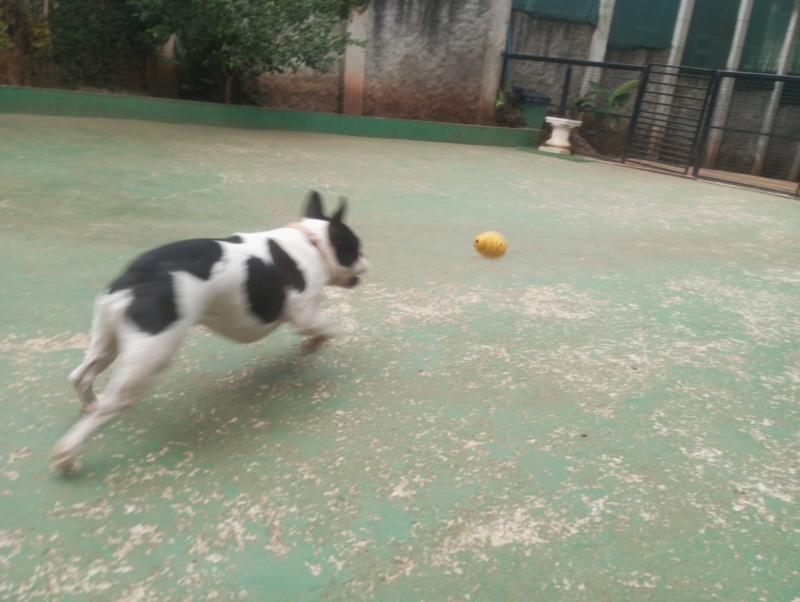 Foto do dia 23/04/2026 10:58  na clínica Animal House