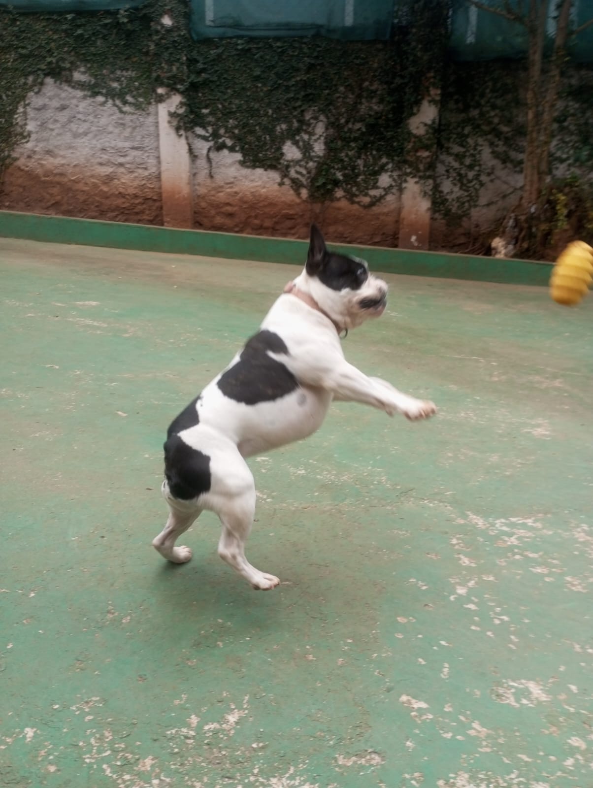 Foto do dia 23/04/2026 10:59  na clínica Animal House