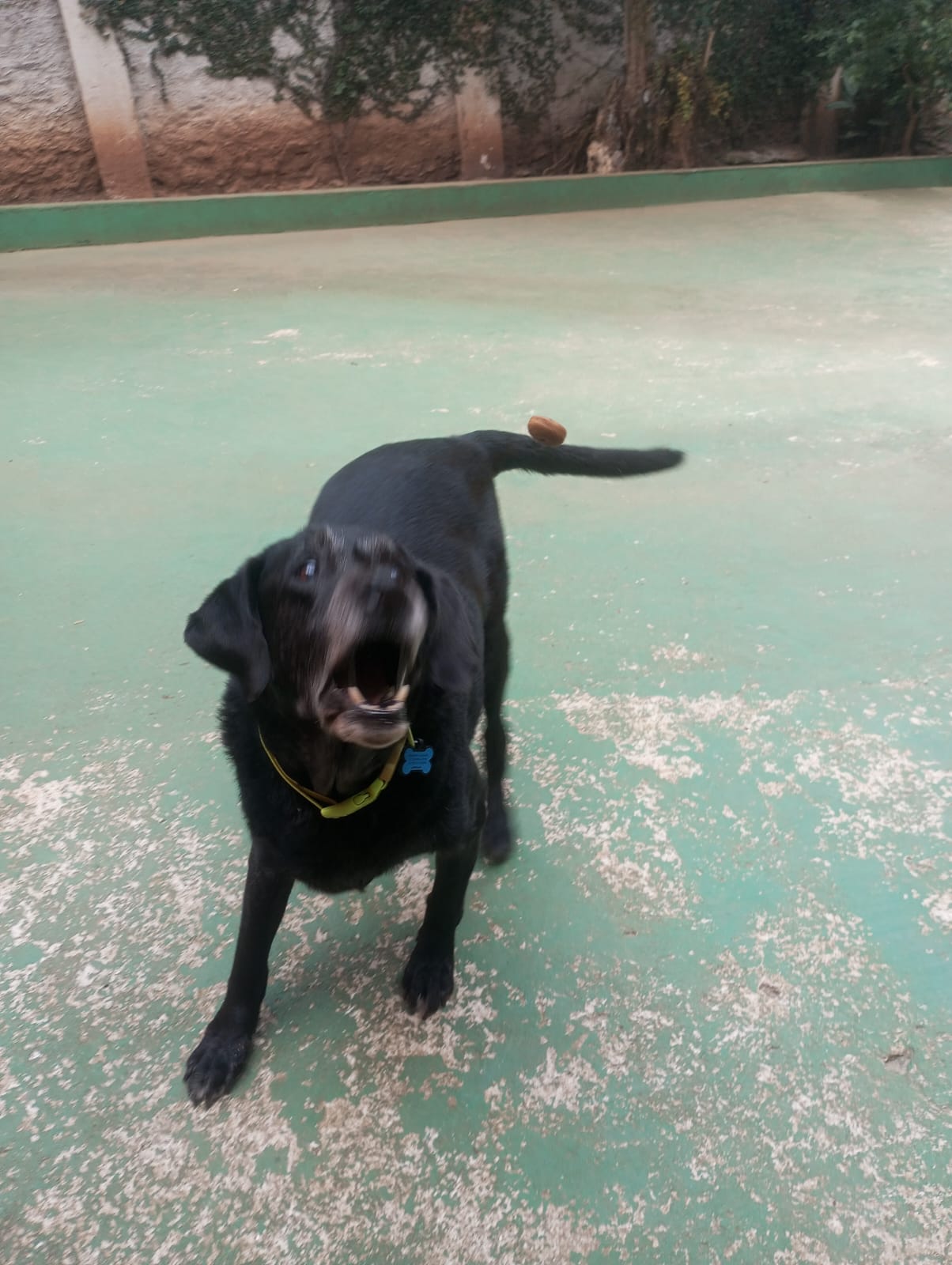 Foto do dia 23/04/2026 11:14  na clínica Animal House