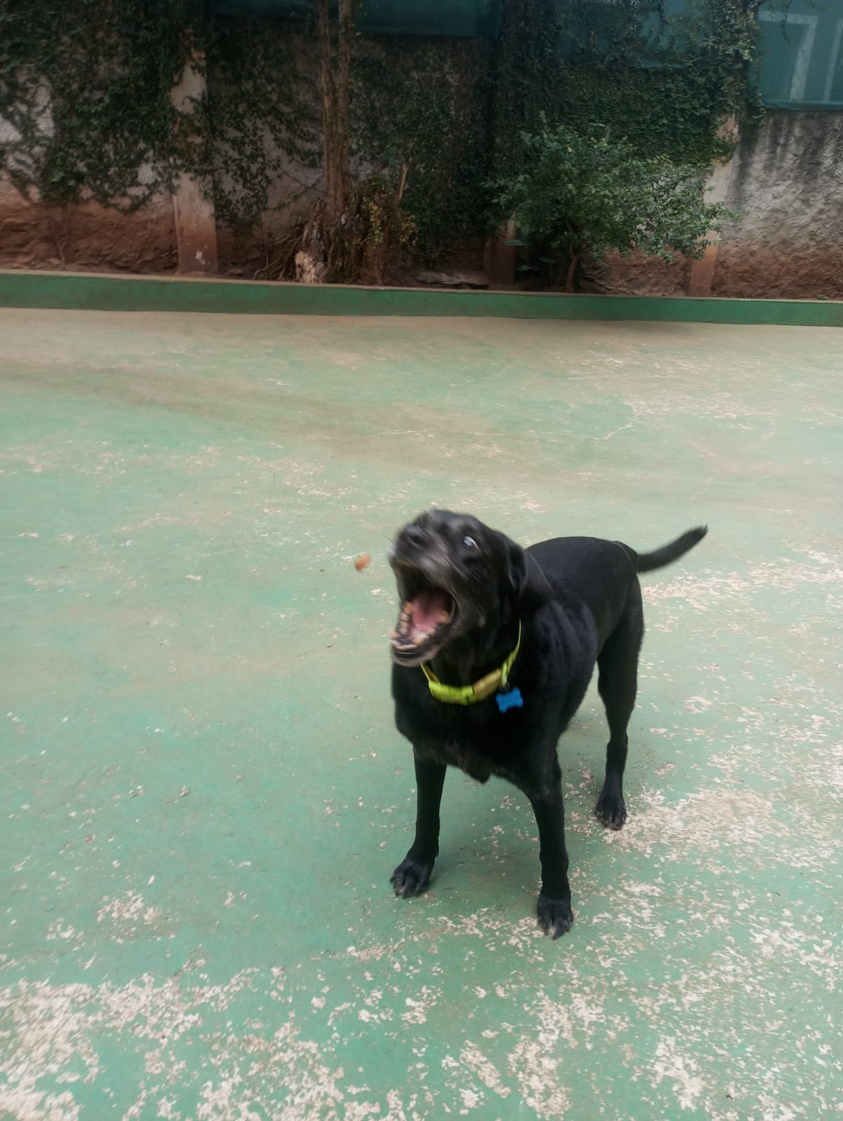 Foto do dia 23/04/2026 11:14  na clínica Animal House