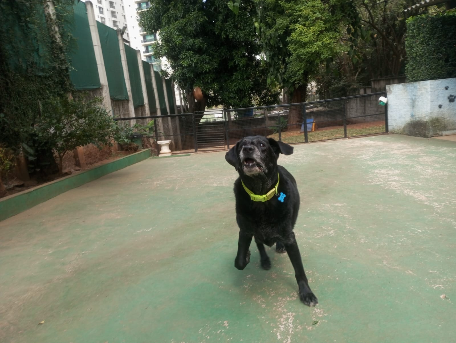 Foto do dia 23/04/2026 11:14  na clínica Animal House