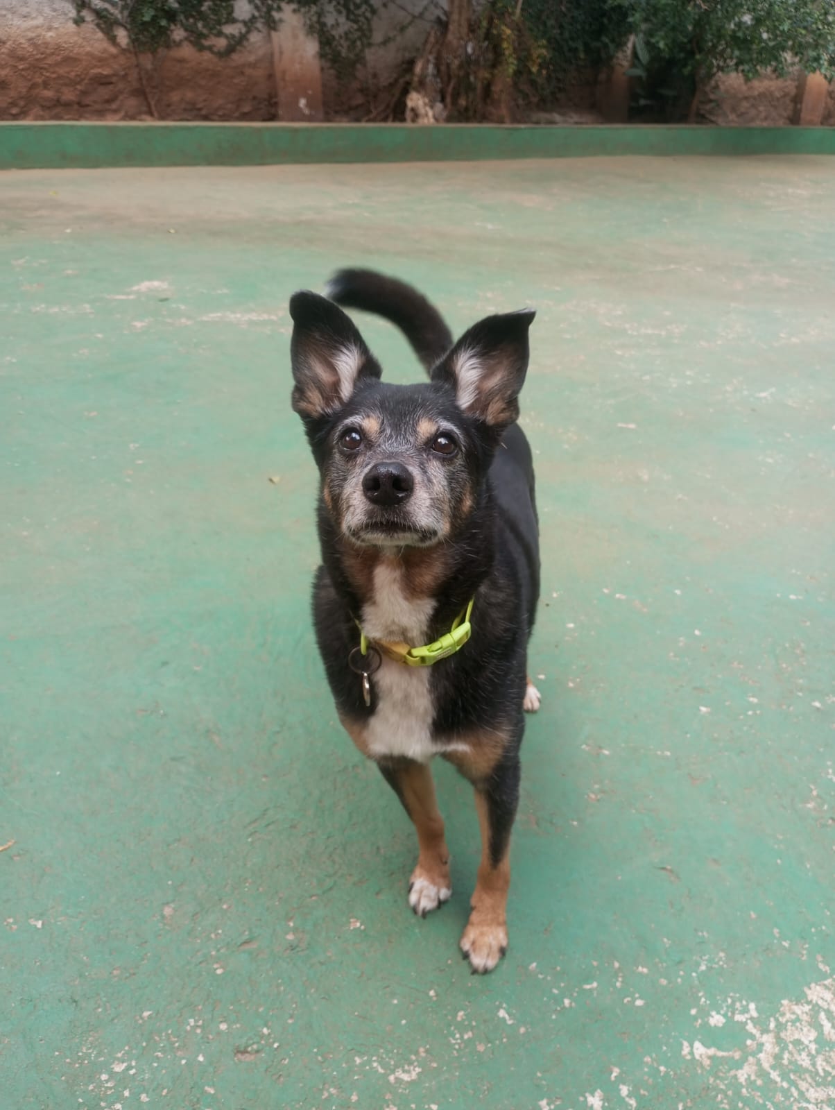 Foto do dia 23/04/2026 11:20  na clínica Animal House