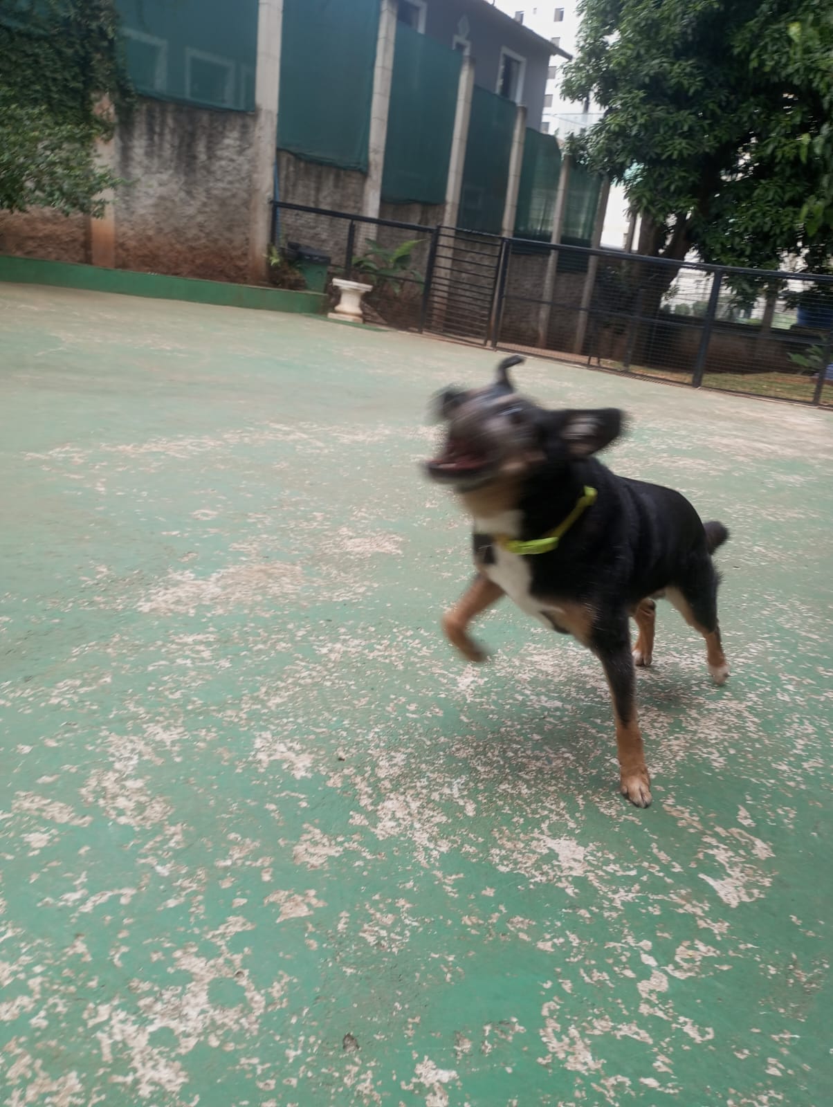 Foto do dia 23/04/2026 11:20  na clínica Animal House