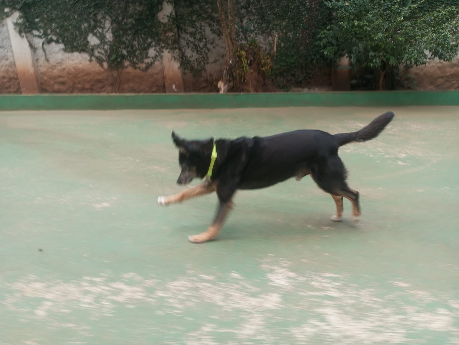 Foto do dia 23/04/2026 11:20  na clínica Animal House