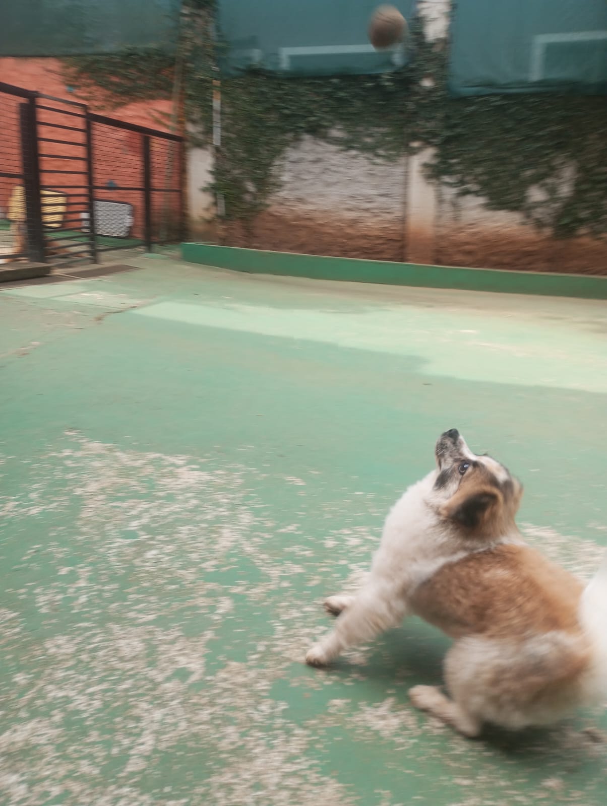 Foto do dia 23/04/2026 11:26  na clínica Animal House