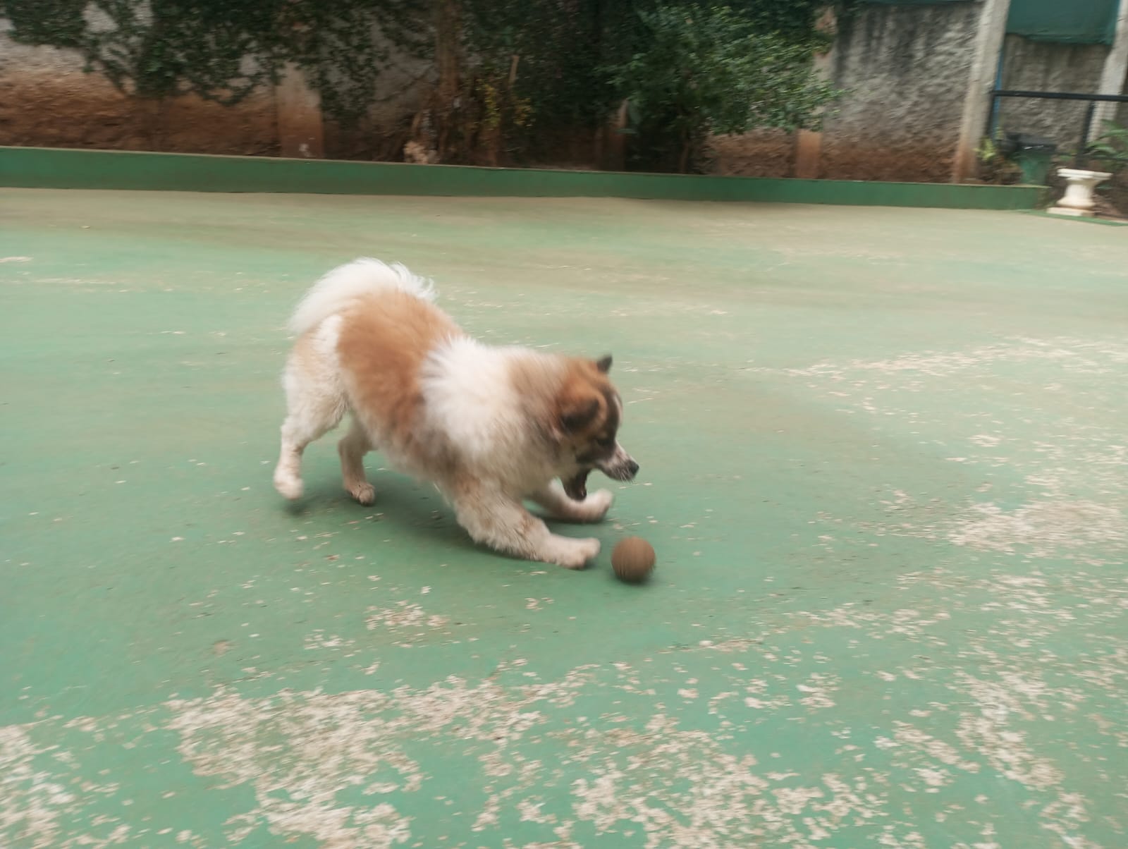 Foto do dia 23/04/2026 11:26  na clínica Animal House