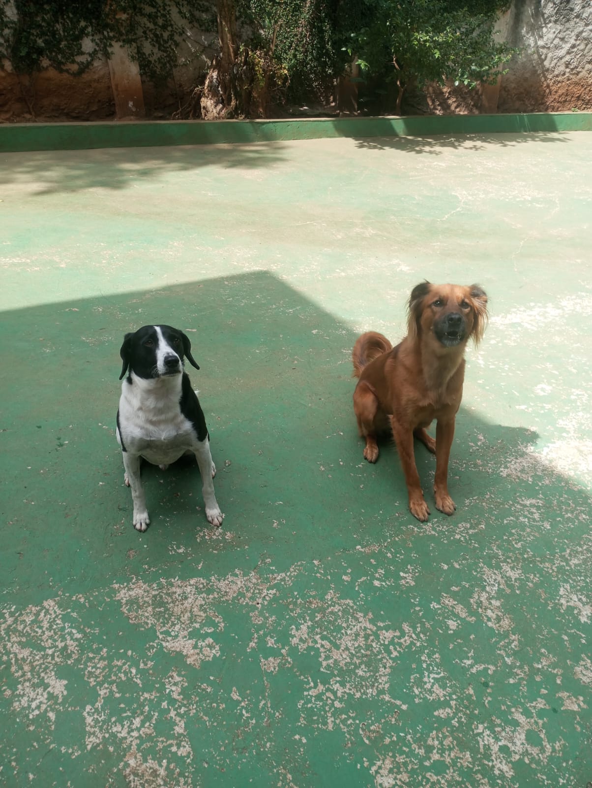 Foto do dia 23/04/2026 11:41  na clínica Animal House