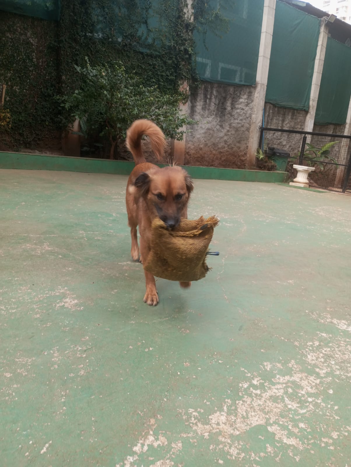 Foto do dia 23/04/2026 11:41  na clínica Animal House