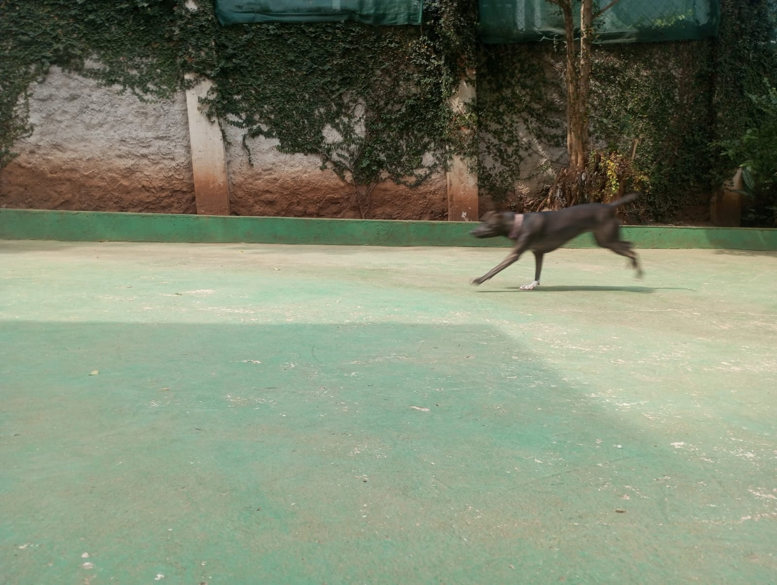 Foto do dia 23/04/2026 11:51  na clínica Animal House