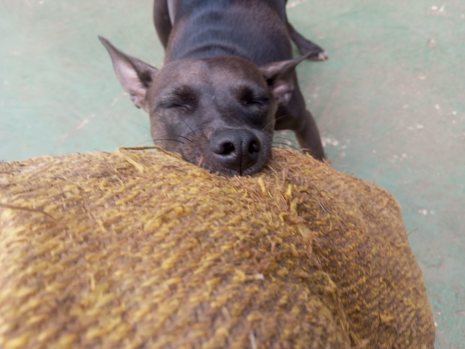 Foto do dia 23/04/2026 11:51  na clínica Animal House