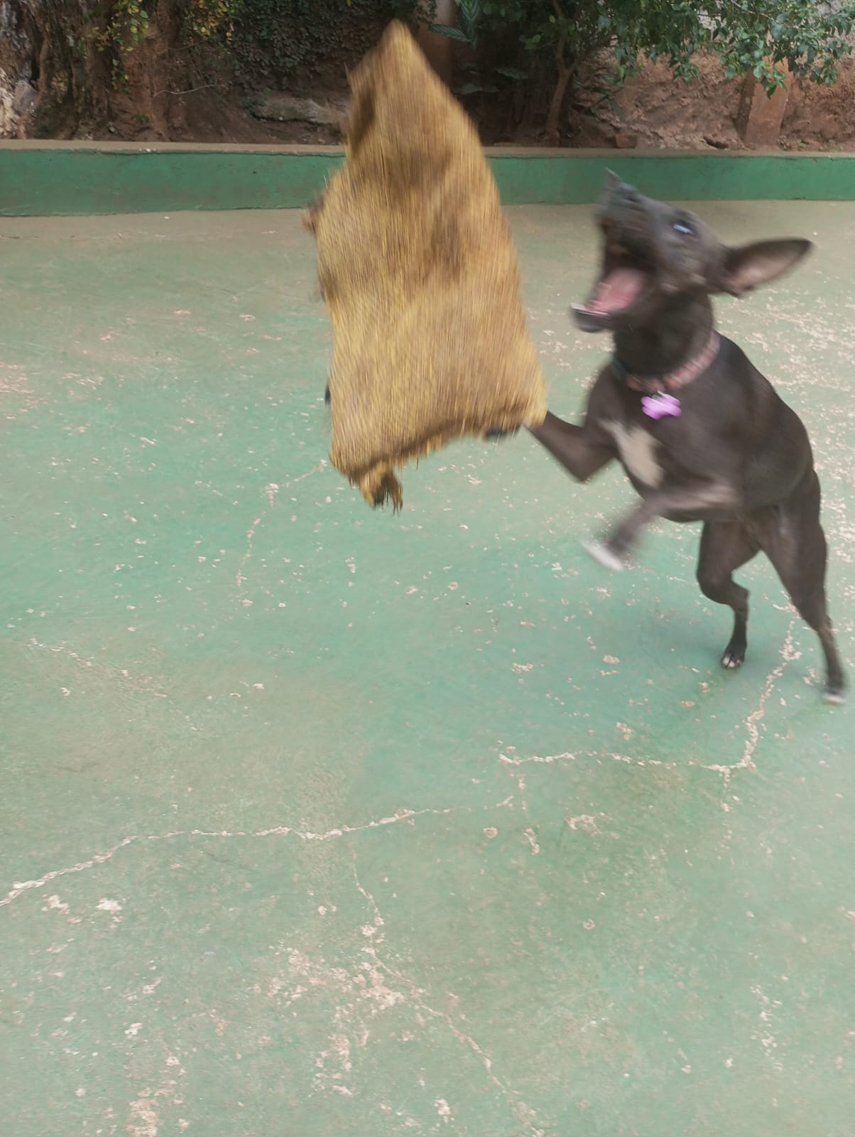 Foto do dia 23/04/2026 11:54  na clínica Animal House