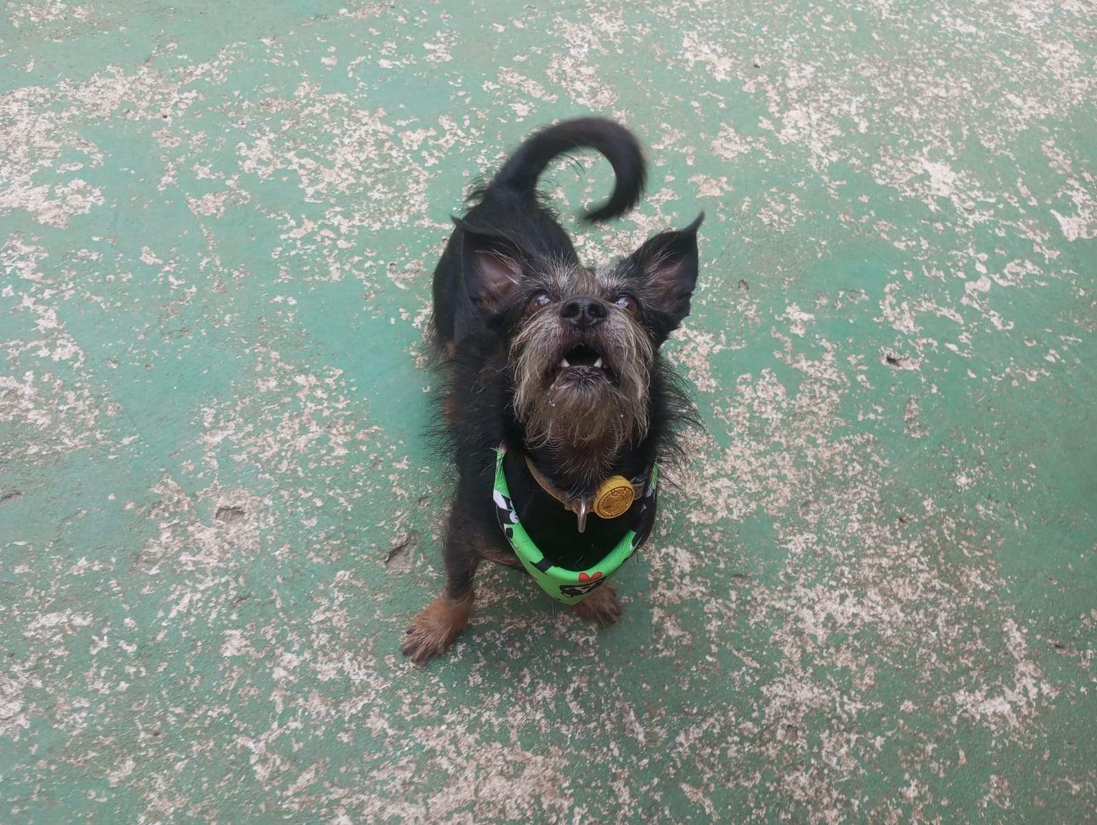 Foto do dia 23/04/2026 11:59  na clínica Animal House