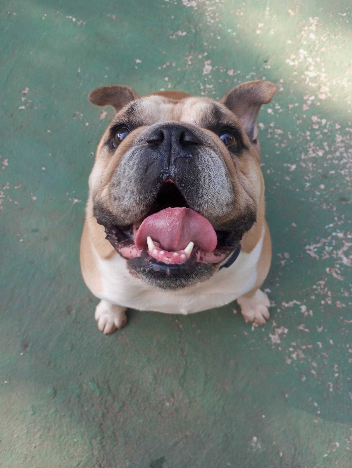 Foto do dia 24/04/2026 09:43  na clínica Animal House