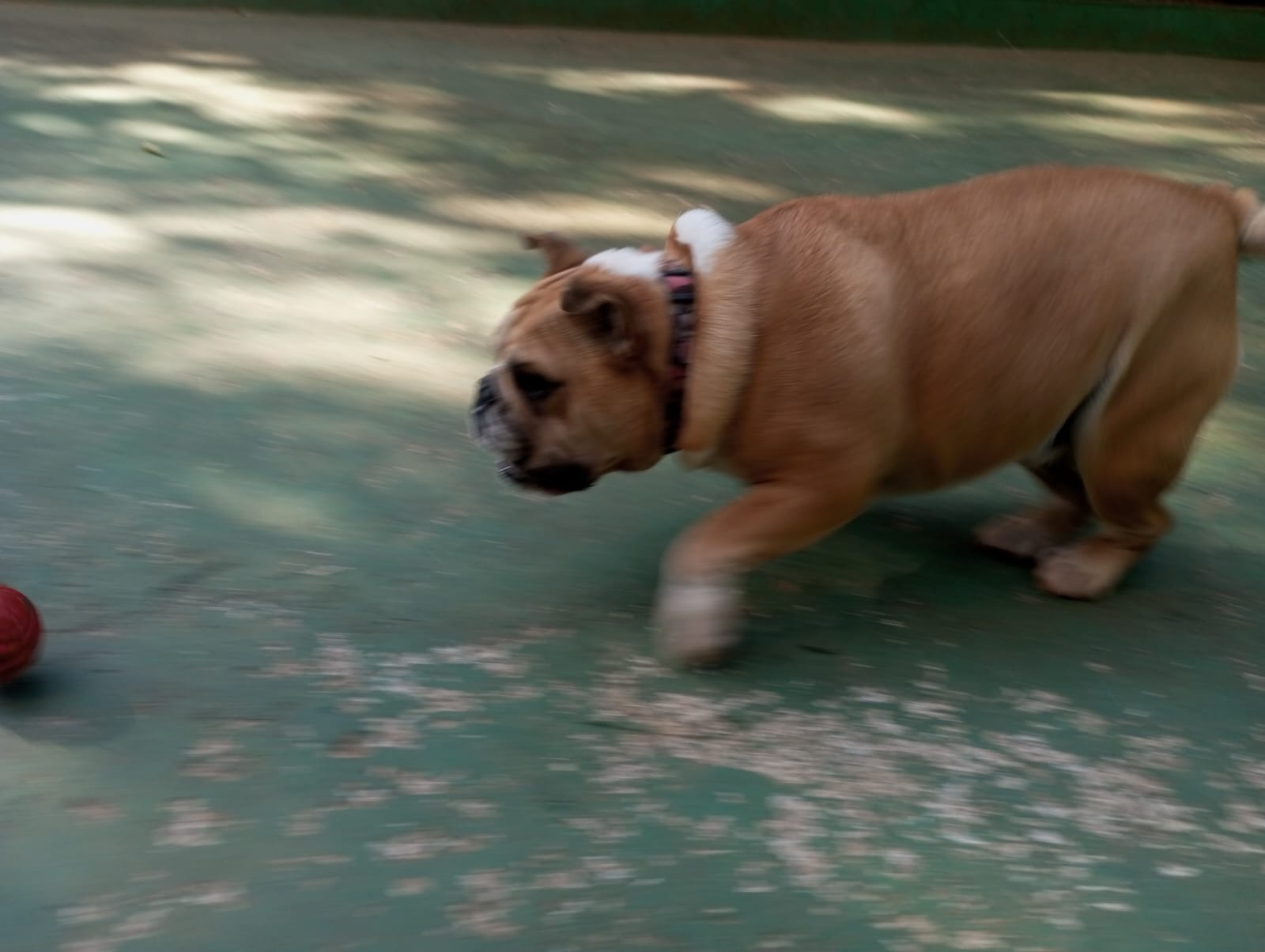 Foto do dia 24/04/2026 09:43  na clínica Animal House