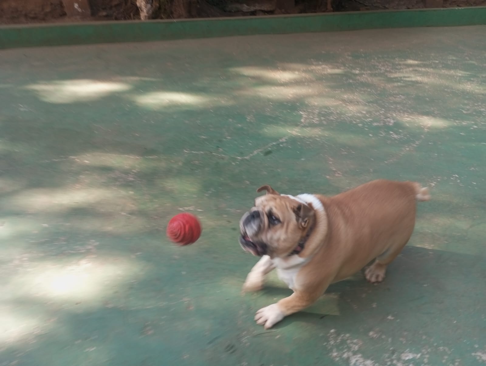 Foto do dia 24/04/2026 09:43  na clínica Animal House