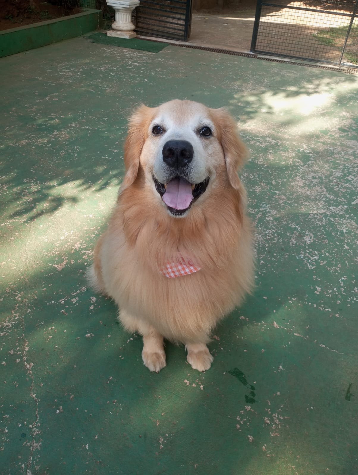 Foto do dia 24/04/2026 09:43  na clínica Animal House