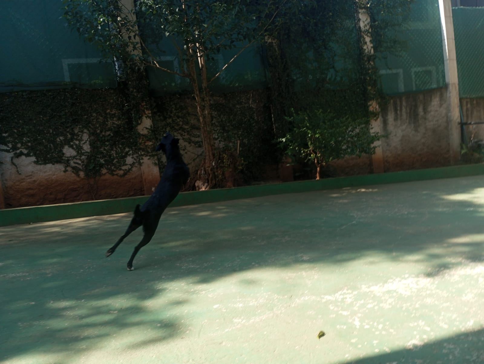 Foto do dia 24/04/2026 10:42  na clínica Animal House