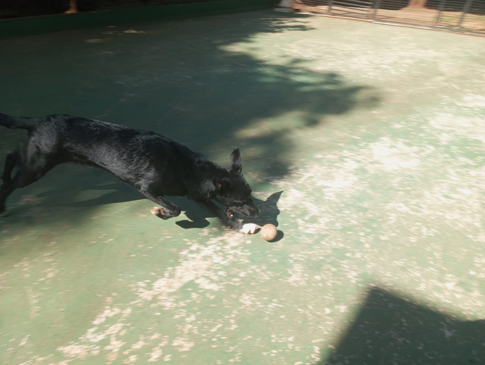 Foto do dia 24/04/2026 10:42  na clínica Animal House