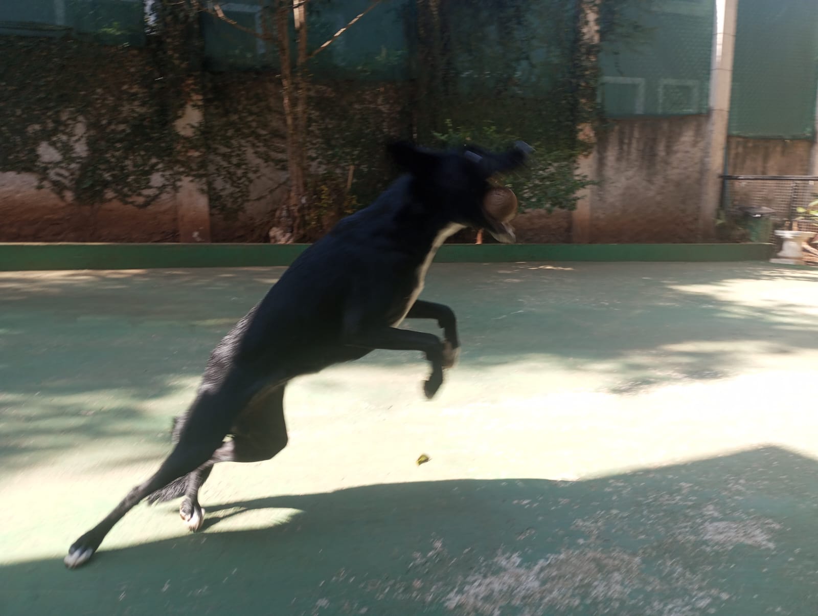 Foto do dia 24/04/2026 10:42  na clínica Animal House