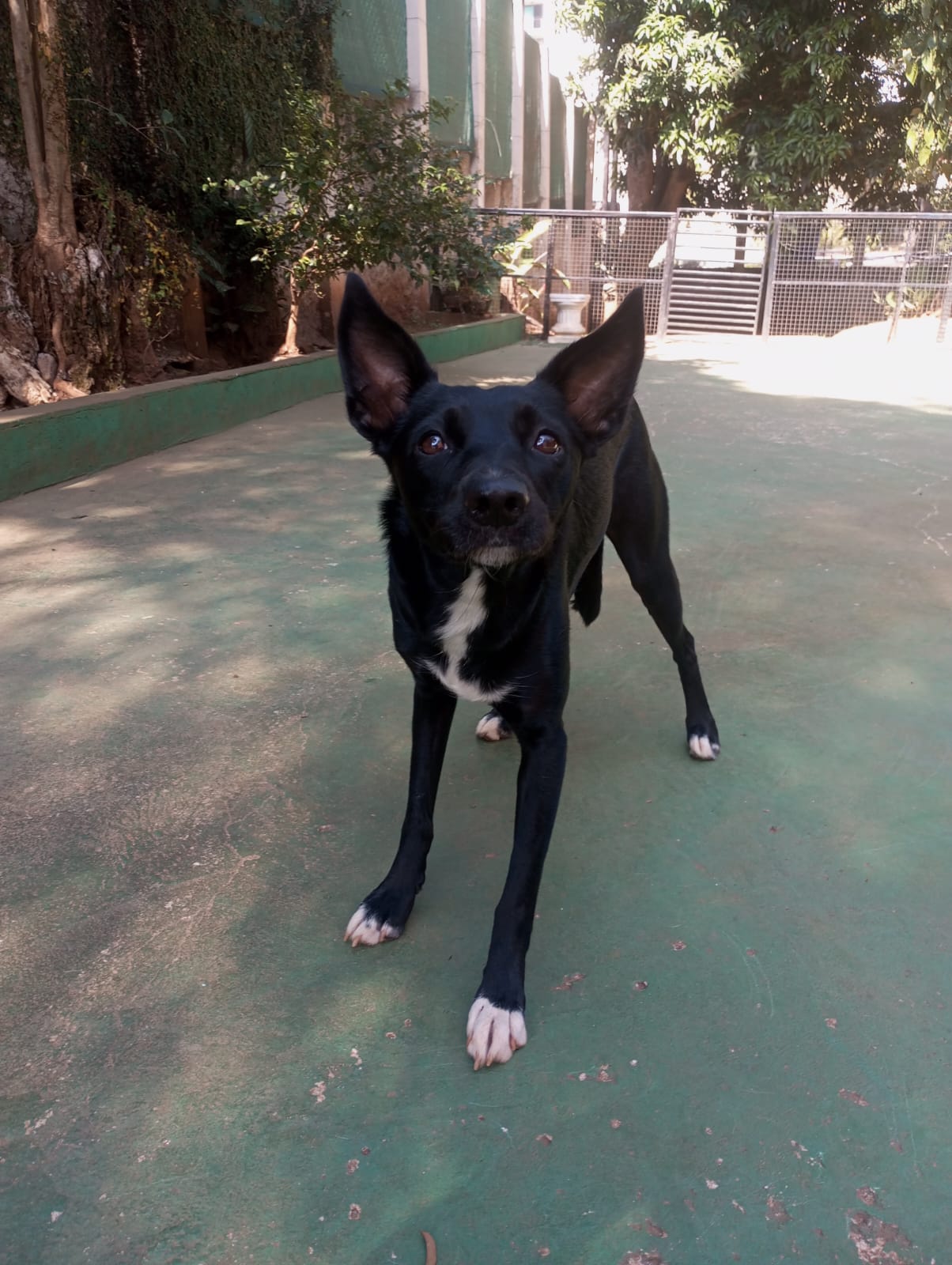 Foto do dia 24/04/2026 10:43  na clínica Animal House