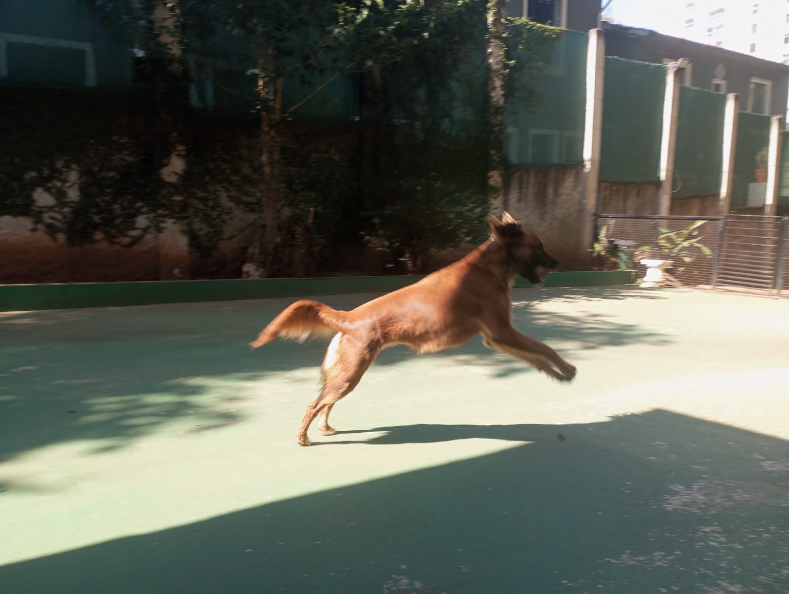 Foto do dia 24/04/2026 10:51  na clínica Animal House