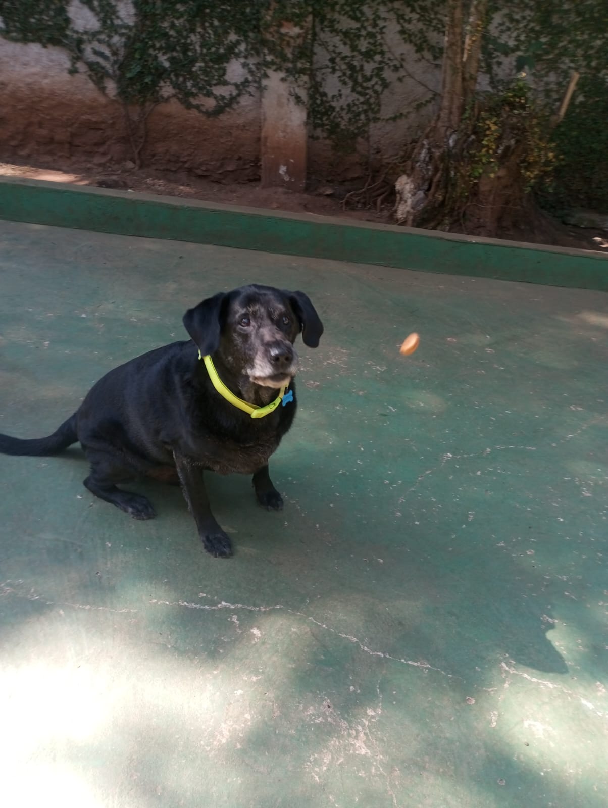 Foto do dia 24/04/2026 10:59  na clínica Animal House