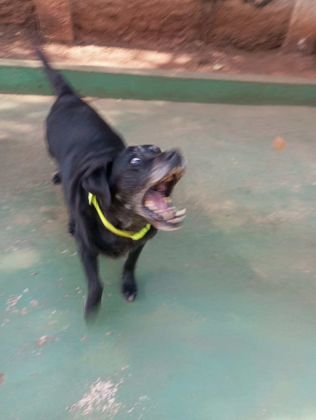 Foto do dia 24/04/2026 10:59  na clínica Animal House