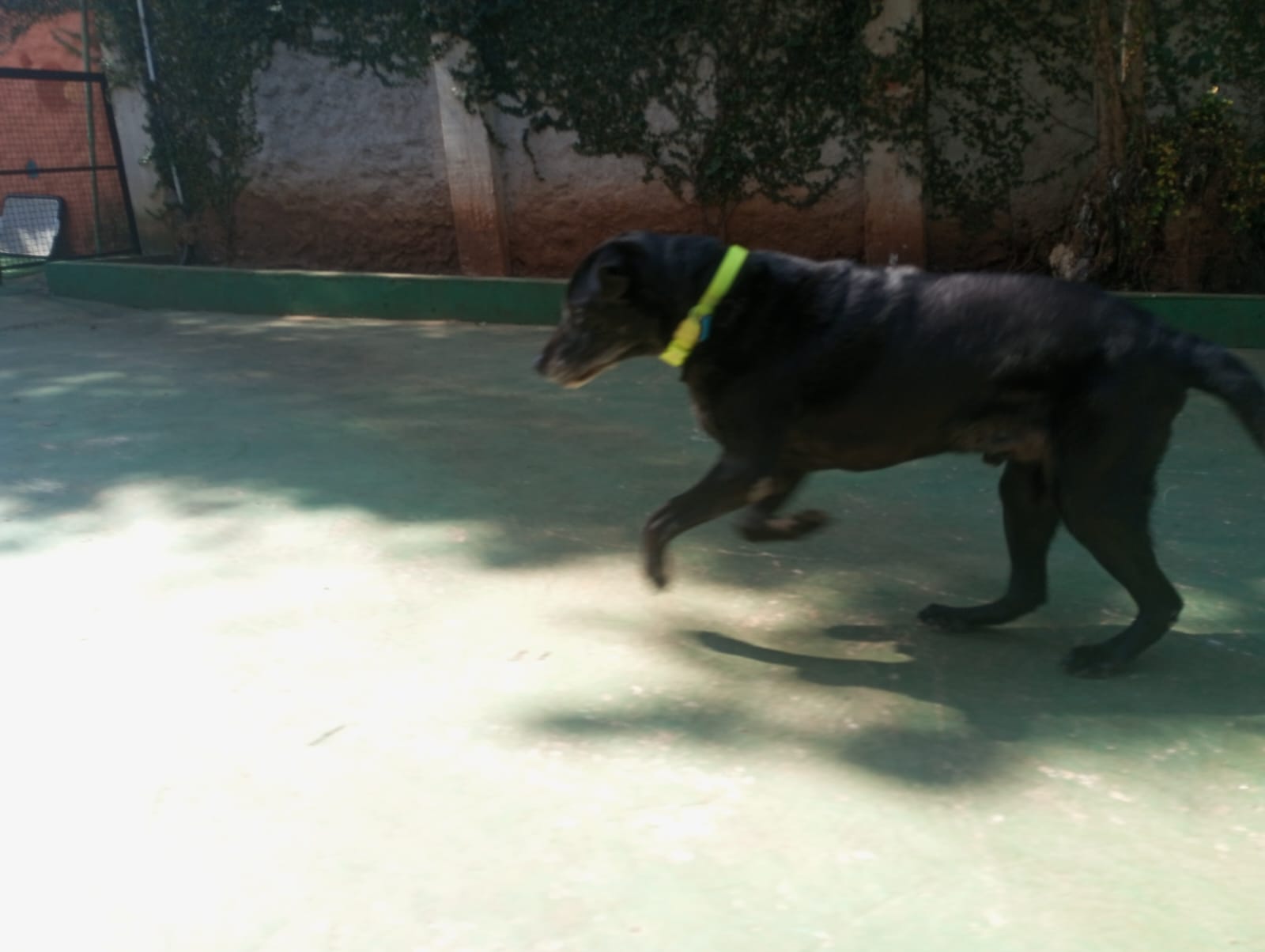 Foto do dia 24/04/2026 10:59  na clínica Animal House