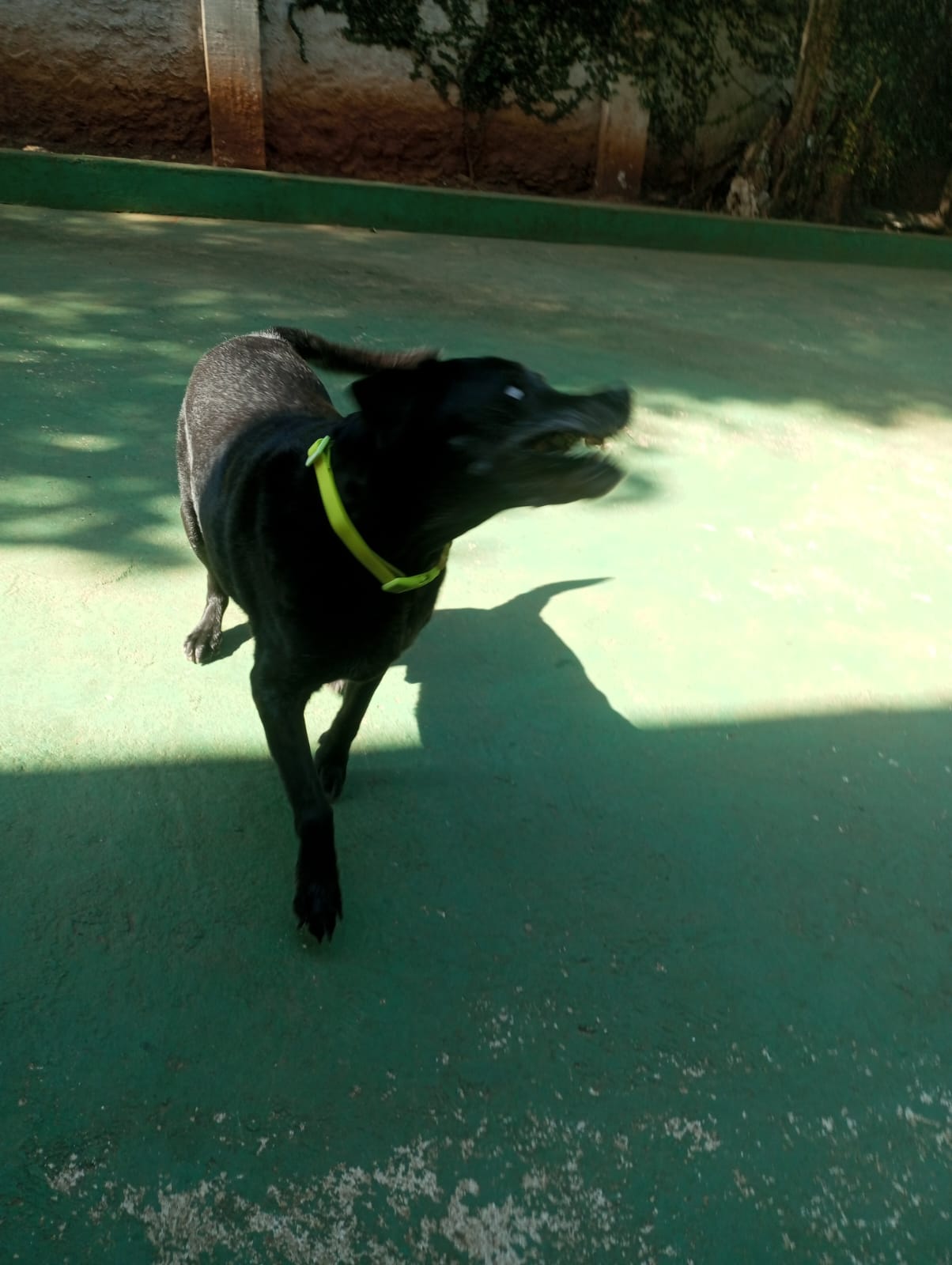 Foto do dia 24/04/2026 11:01  na clínica Animal House