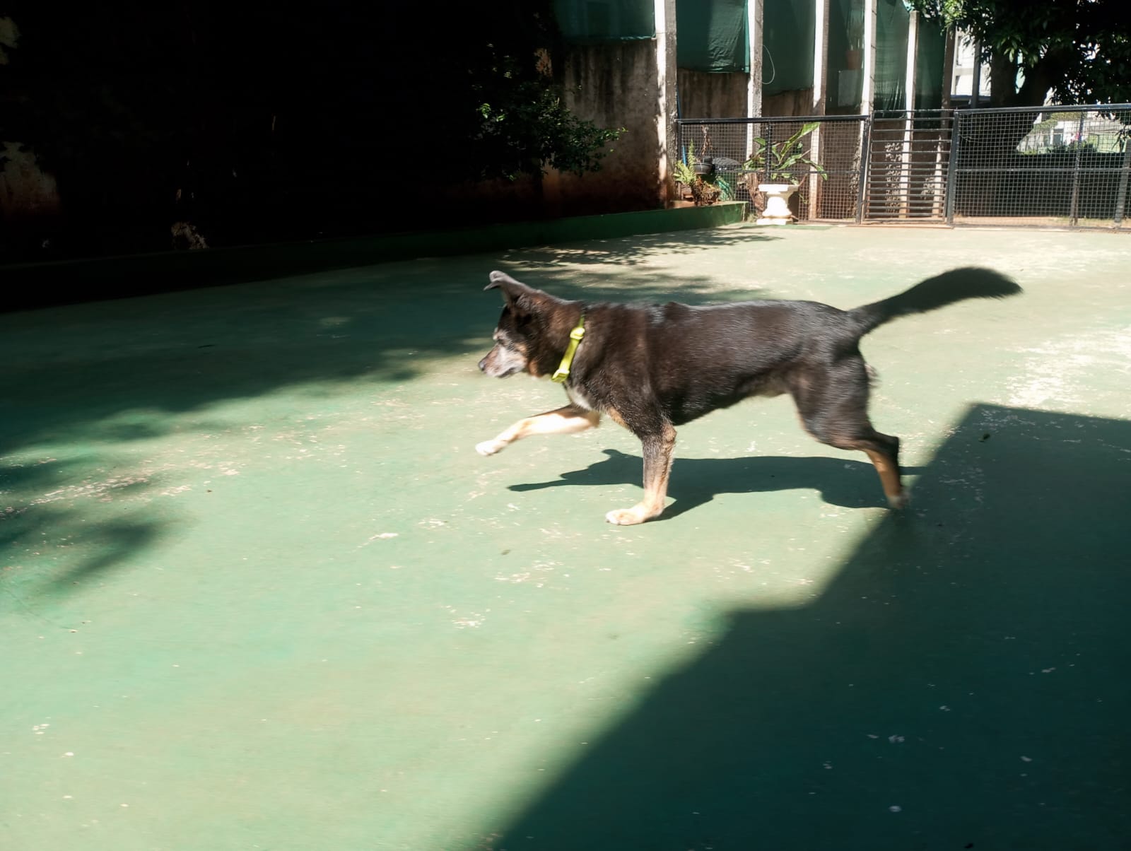 Foto do dia 24/04/2026 11:02  na clínica Animal House