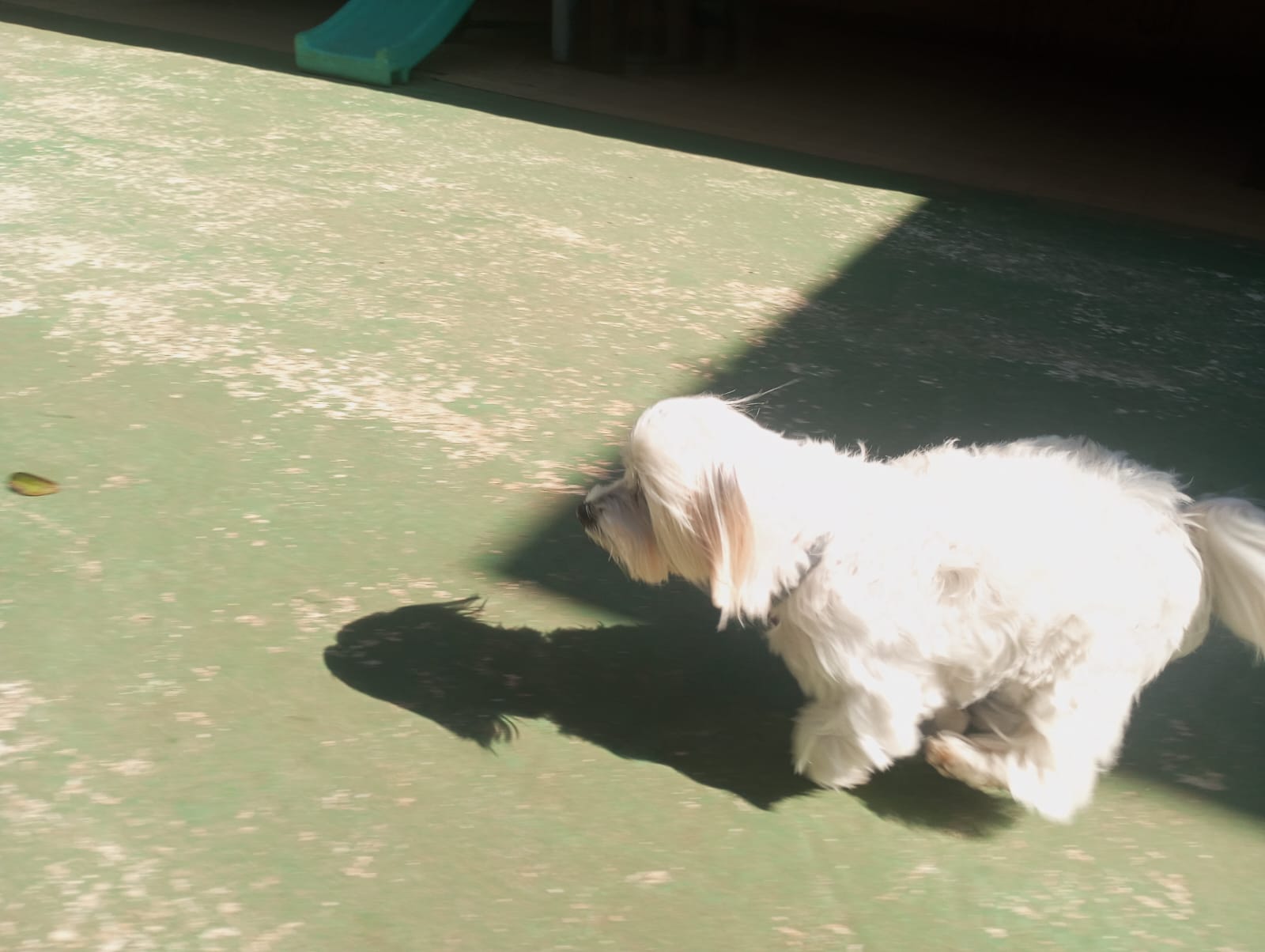 Foto do dia 24/04/2026 11:09  na clínica Animal House