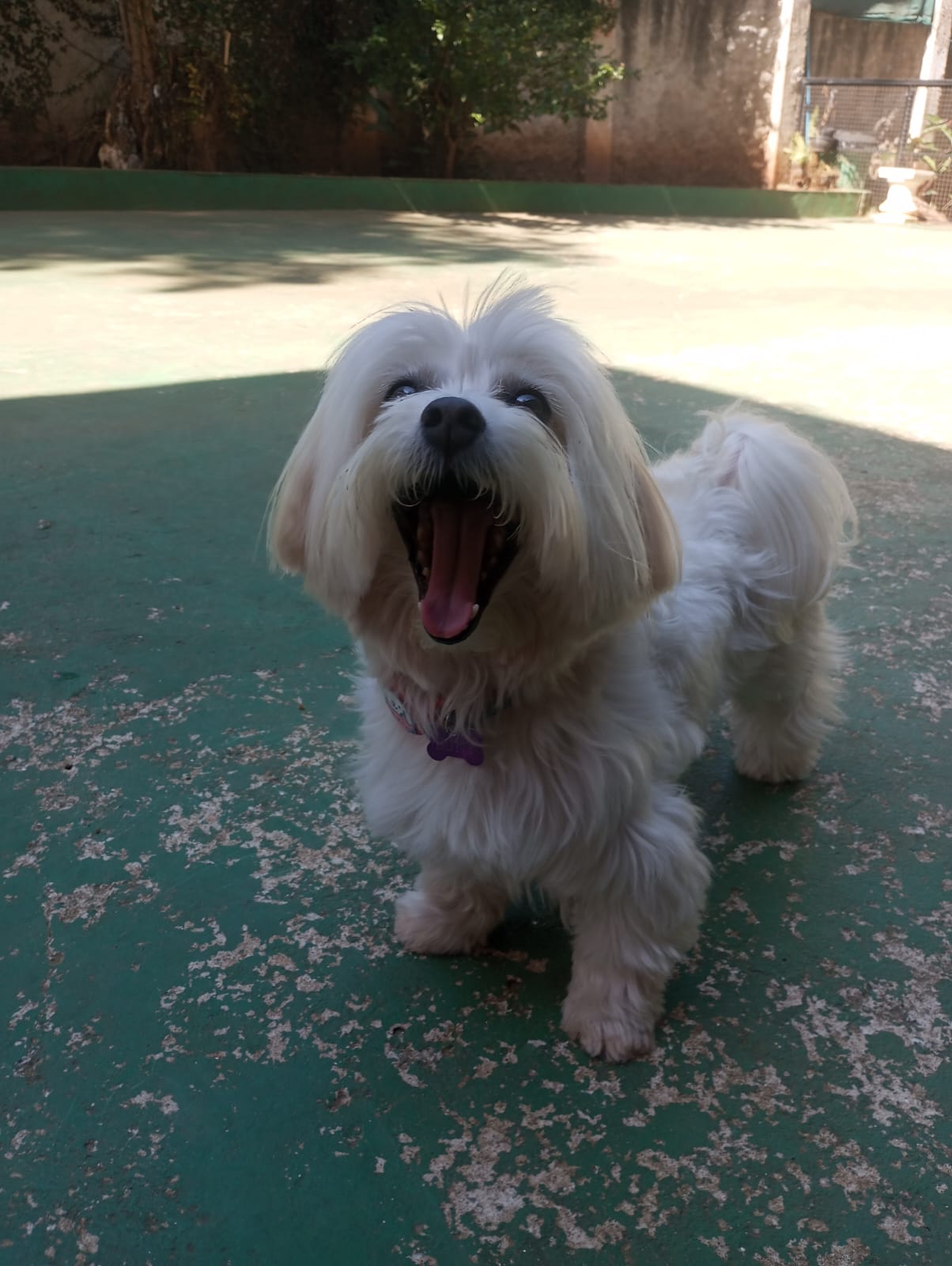 Foto do dia 24/04/2026 11:09  na clínica Animal House