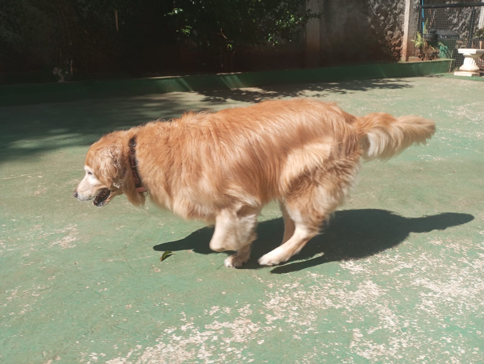 Foto do dia 24/04/2026 11:15  na clínica Animal House