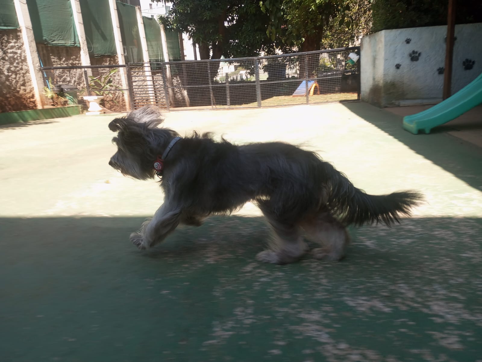 Foto do dia 24/04/2026 11:19  na clínica Animal House