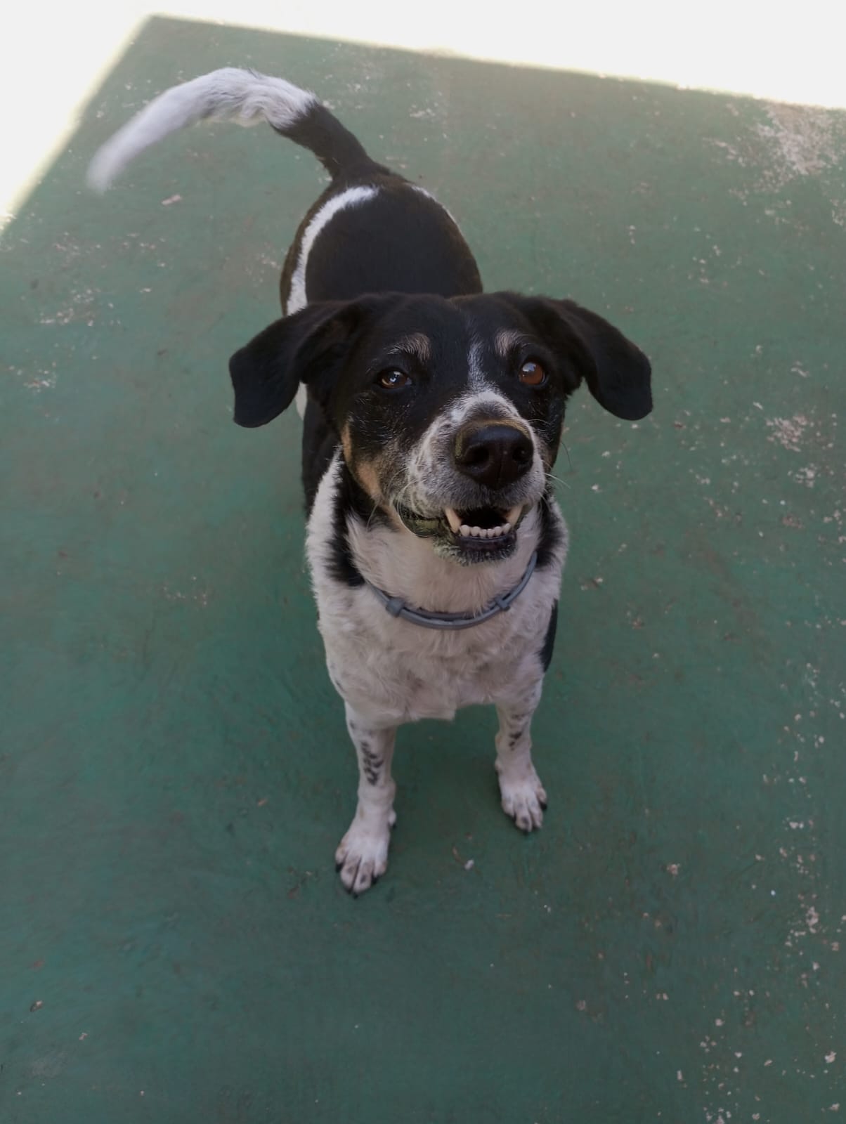 Foto do dia 24/04/2026 11:28  na clínica Animal House